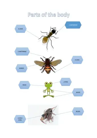 Parts of the body (spring animals)