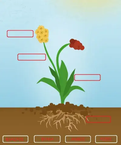 Τα μέρη του φυτού