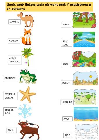 El ecosistemes i les adaptacions