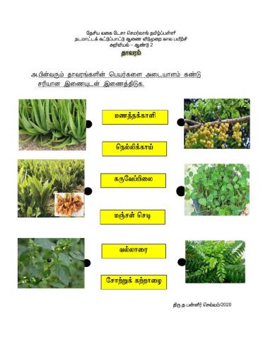 தாவரம் ஆண்டு 2 (ஆக்கம்:திரு.த.பன்னீர் செல்வம்)