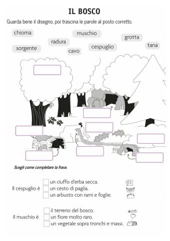 Il bosco 1