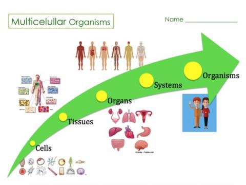 Multicelullar Organisms Review