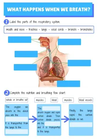 What happens when we breathe?