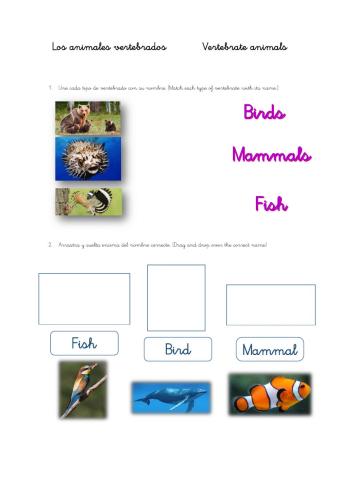 Vertebrates 2