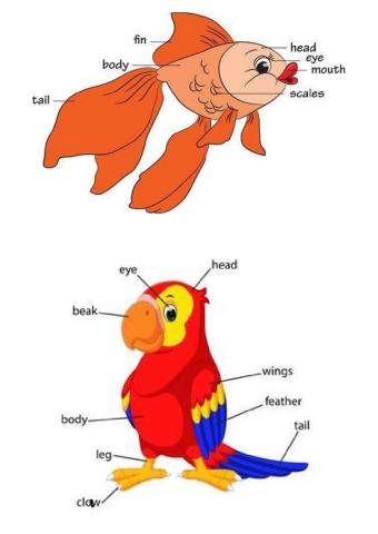 Parts of the body of vertebrate animals