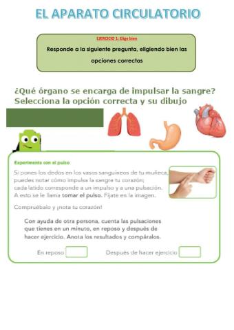 El Aparato Circulatorio