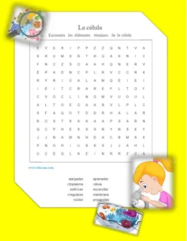 La célula, sopa de letras