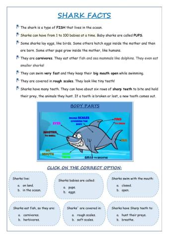 Shark Facts