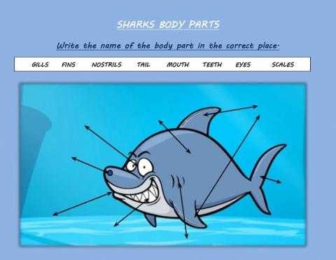 Sharks Body Parts
