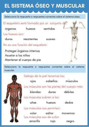 El sistema óseo y muscular
