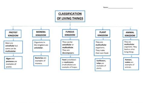 Unit 3 Living Things Classification. Kingdoms