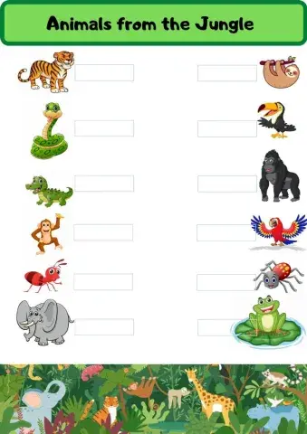 Animals from the Jungle