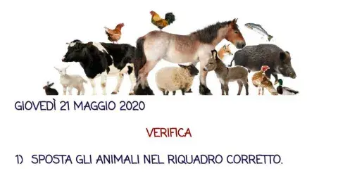 Come si nutrono gli animali