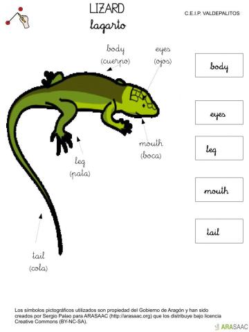 Body parts reptile