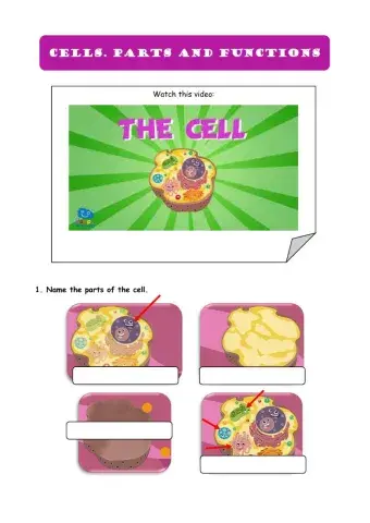 Cells. Parts and functions.