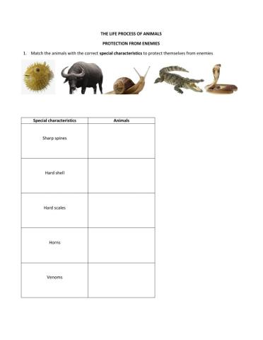 Science Year 5 - Animals