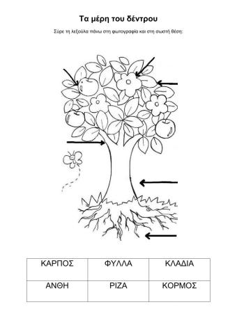 Τα μέρη ενός δέντρου