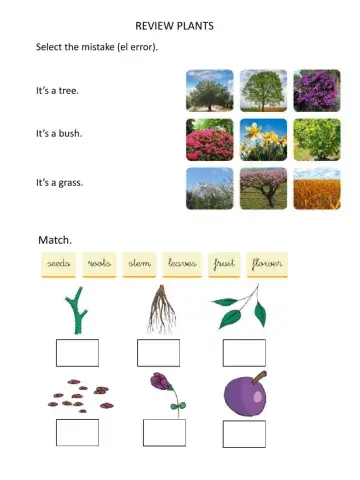 Review plants primero