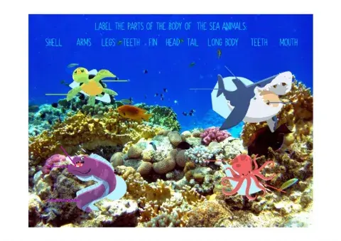 Label the parts of sea animals