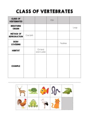 Class of vertebrates