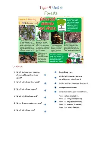 Tiger 4 Unit 6 Forests