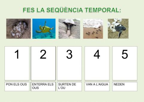 Seqüència naixement tortuga marina