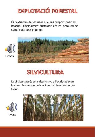 Explotació forestal Vs silvicultura