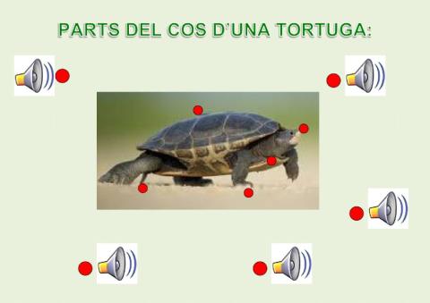 Parts del cos de la tortuga