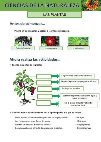 Las plantas