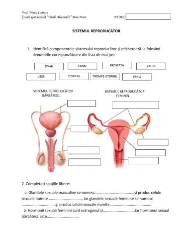 Sistemul reproducator