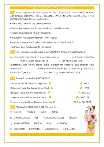 Digestive system: parts and functions