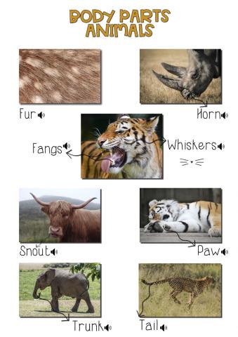 Animals Body Parts LAND