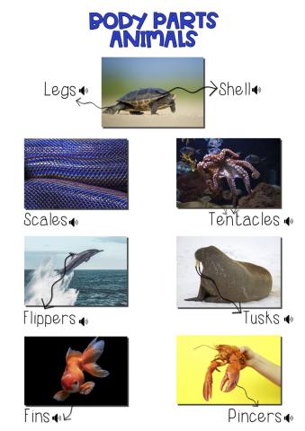 Animals Body Parts WATER