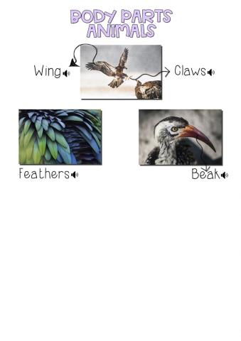 Animals Body Parts AIR