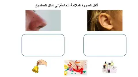 الحواس الخمسة