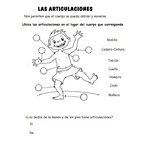 Articulaciones