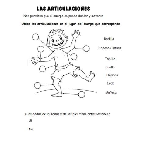 Articulaciones