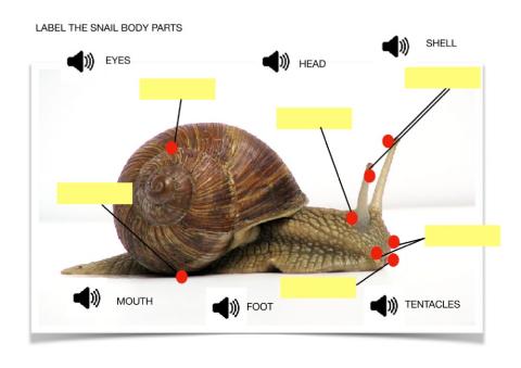 Parts of a snail