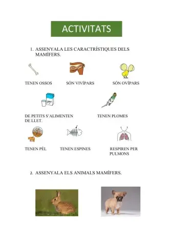 Animals mamífers