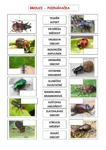 Brouci - poznávačka