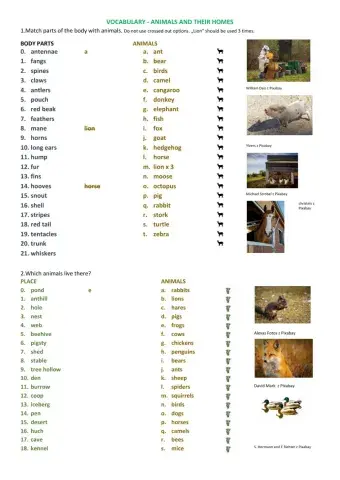 Animals and their homes