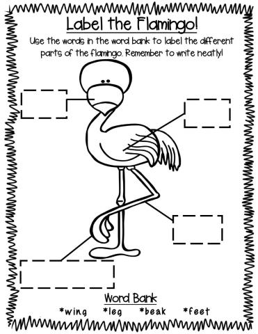 Animals Body Parts Flamingo