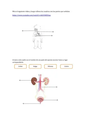 Aparato excretor y respiratorio