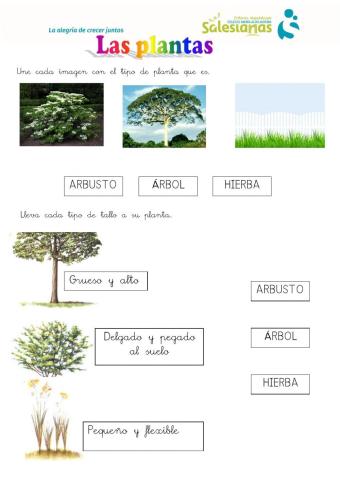Tipos de plantas