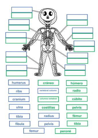 Skeletal System