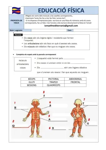 Els músculs cicle inicial
