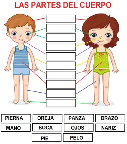 Las partes del cuerpo