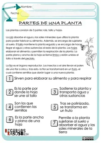 Partes de una planta