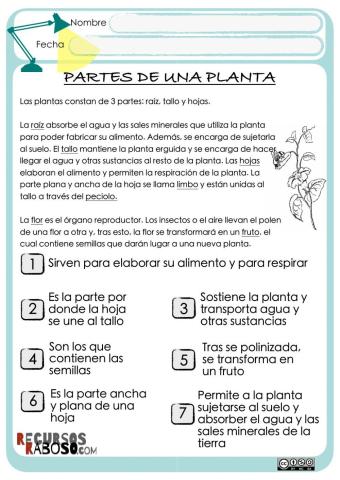 Partes de una planta