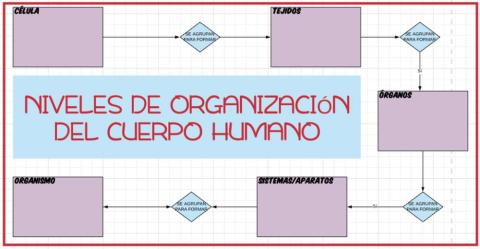 Esquema niveles organización